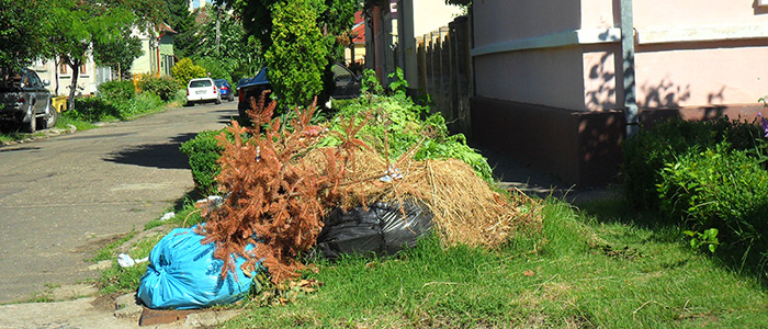 vegetale pe domeniu public